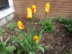 Dad's Tulips