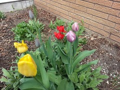 DadsTulips3