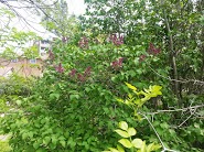 Lilacs on the way