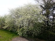 Pin cherries in bloom