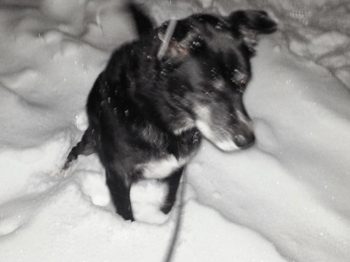 Floppy ears, wagging tail, the new kung fu puppy movie :)