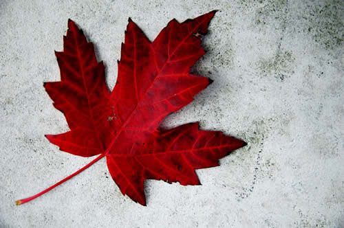 Red-Maple-Leaf-for-Canada-Day