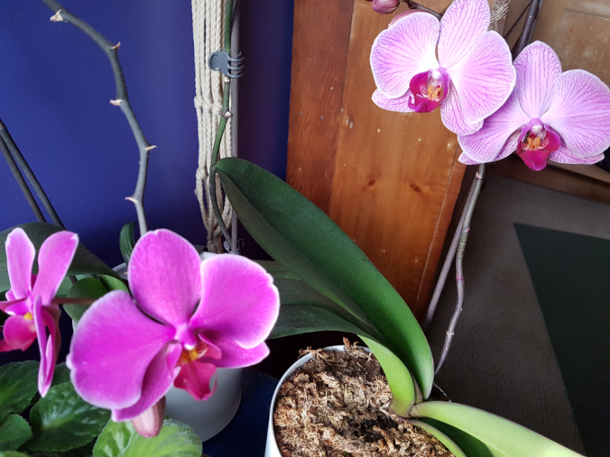 OrchidsBloom