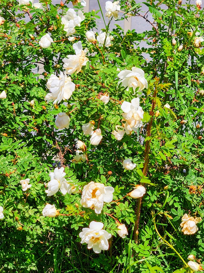 A white Finn rose in bloom.