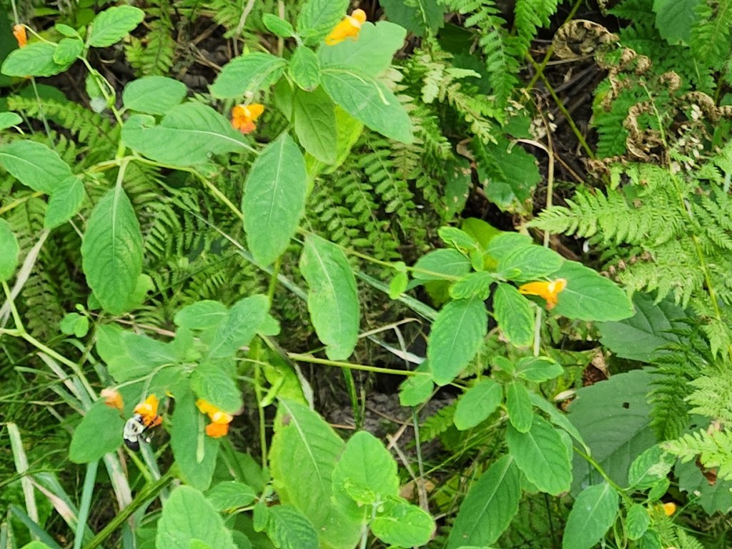 A bee in the jewelweed.