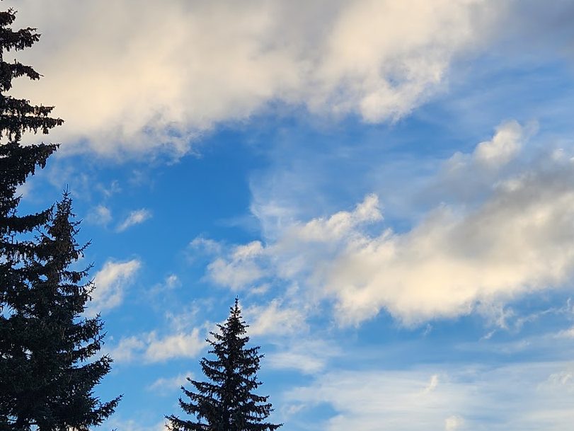 Two spruce trees against a blue sky with fluffy, white clouds.