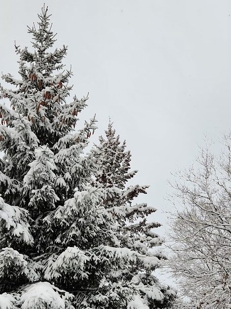 Snow-covered trees.