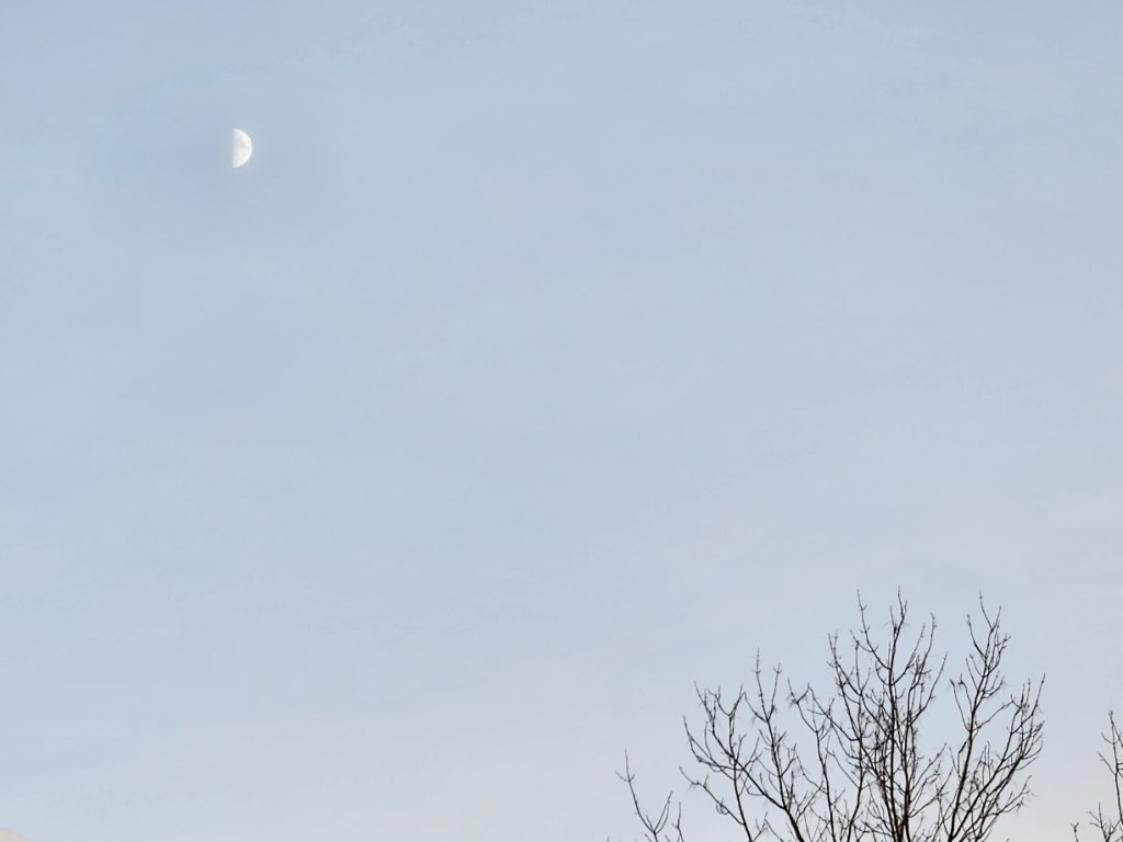 Picture of the quarter moon above a tree.