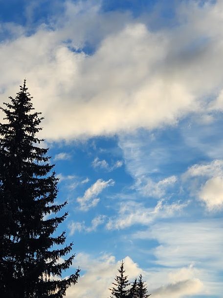 A picture of spuce against a cloudy sky.