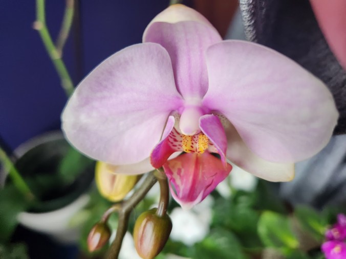 Picture of an orchid blossom.