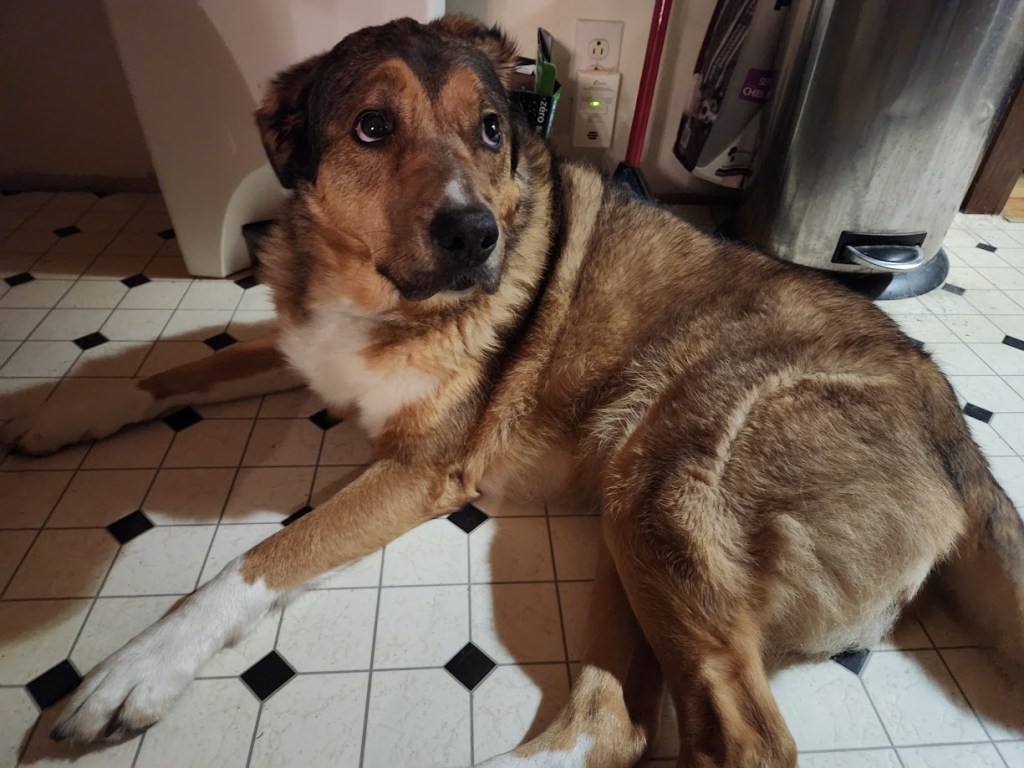 Picture of Torvi looking gormless.