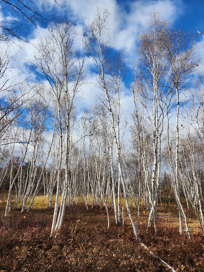 Picture of a stand of birch trees.