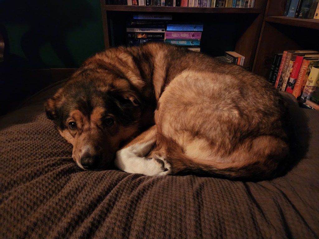 My dog Torvi, all curled up on her bed in the living room.