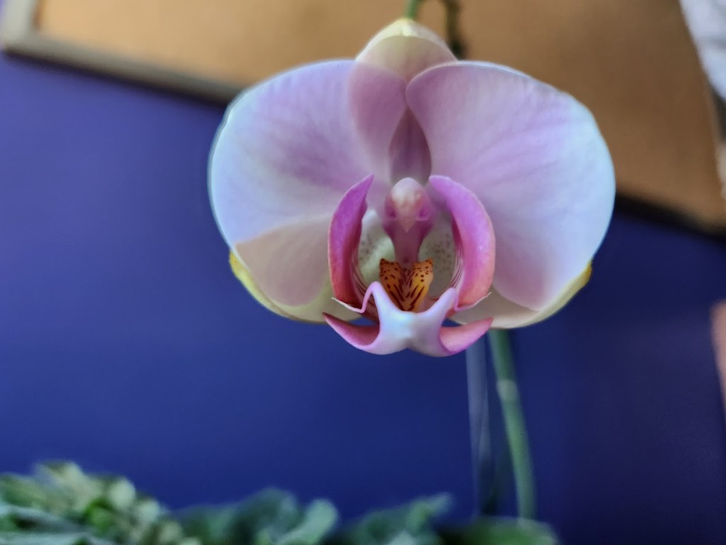 An orchid flower.