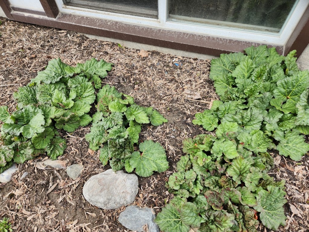 Rhubarb.